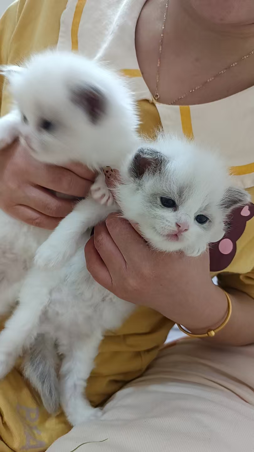 自己家养的新脸版布偶猫咪找主人了，弟弟妹妹都有哈！能吃能睡能陪玩！标价出